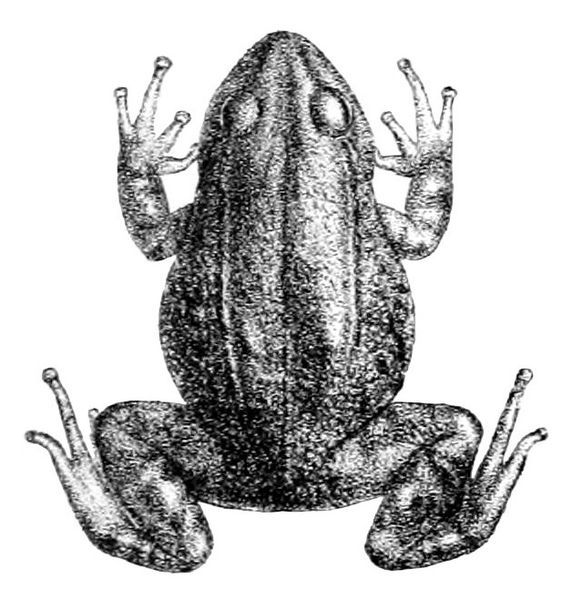 File:Pristimantis curtipes.jpg