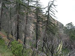 Middle Fork of Lytle Creek