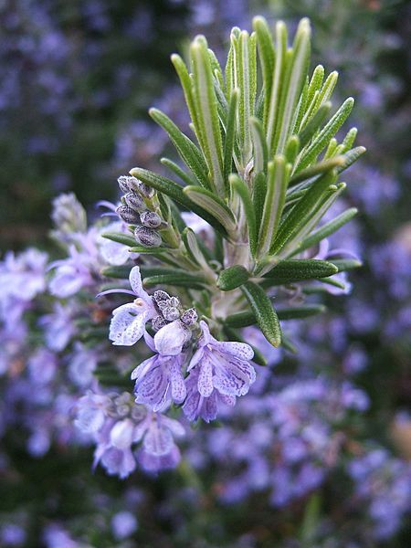 File:Rosmarinus officinalis133095382.jpg