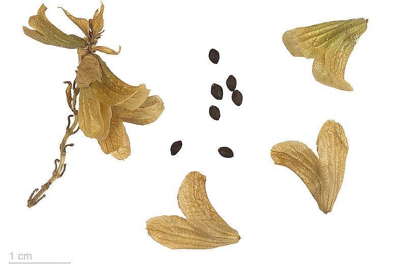 File:Salvia canariensis MHNT.BOT.2015.34.38.jpg