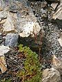 Saxifraga trifurcata