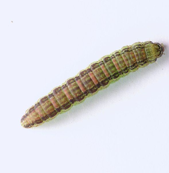 File:Sciota uvinella larva.jpg