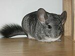 Chinchilla