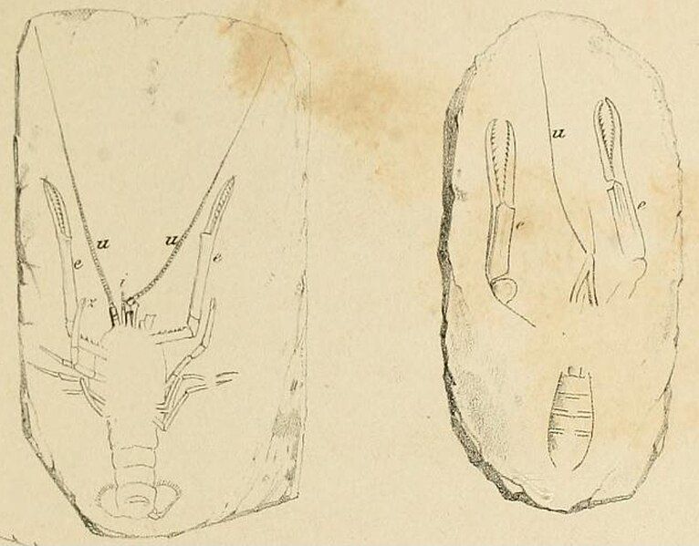 File:Stenochirus fossils.jpg