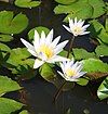 National flower: Nymphaea nouchali