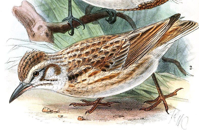 File:TricholaemaPseudalaemonKeulemans, Pseudalaemon.jpg