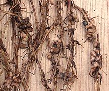 Nodules on the Vicia Faba roots.