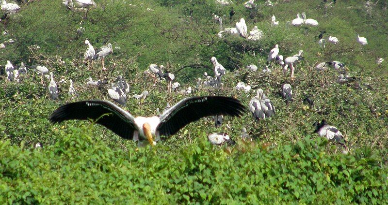 File:Vedanthangal Bird Sanctuary.jpg