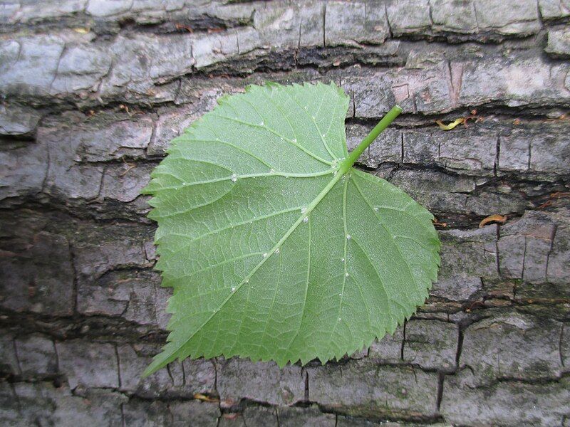 File:Winterlinde Blatt+Rinde.jpg