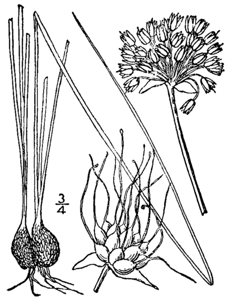 File:Allium canadense drawing.png