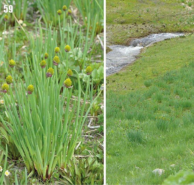 File:Allium fedtschenkoanum.jpg