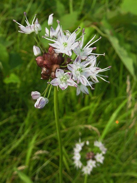 File:Allium macrostemon 1.JPG