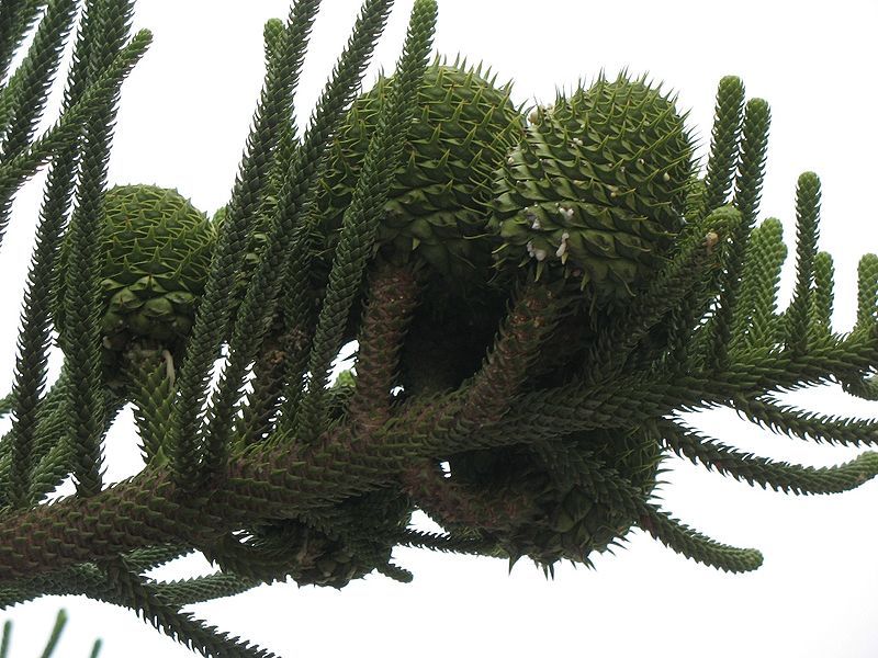 File:Araucaria heterophylla cones.jpg