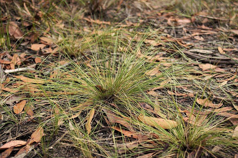 File:Aristida warburgii.jpg