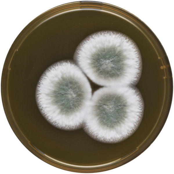 File:Aspergillus pseudoustus meaox.png