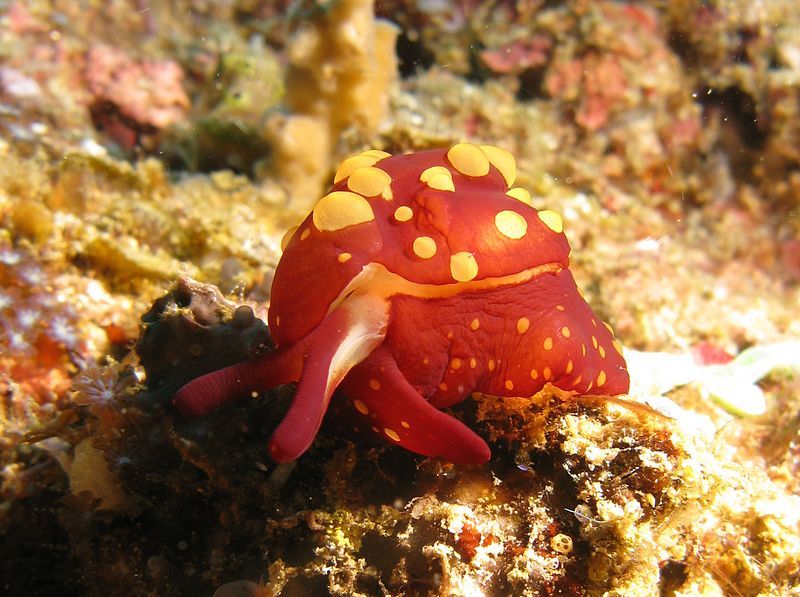 File:Berthella martensi, Indonesia.jpg