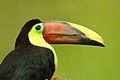 Swainson-Tukan (Ramphastos swainsonii)