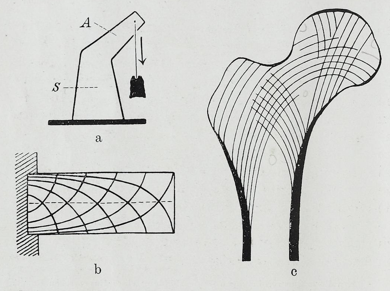 File:Braus 1921 32a-c.png