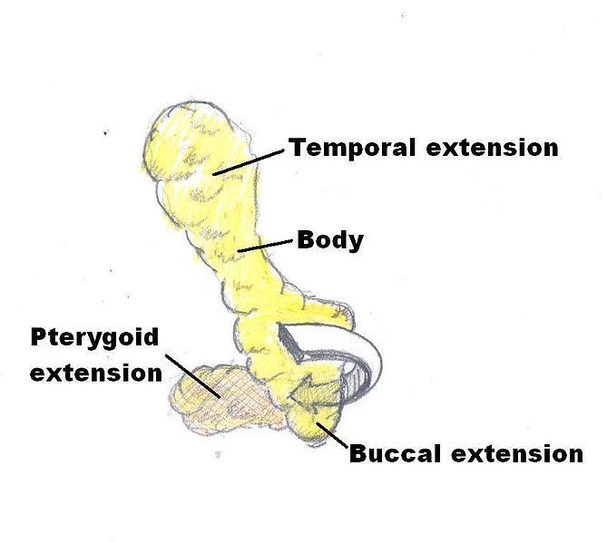 File:Buccal Fat Diagram.jpg