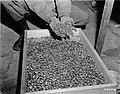 Golden rings stolen from victims at the Buchenwald concentration camp