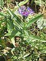 Centaurea montana