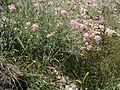 Centranthus angustifolius