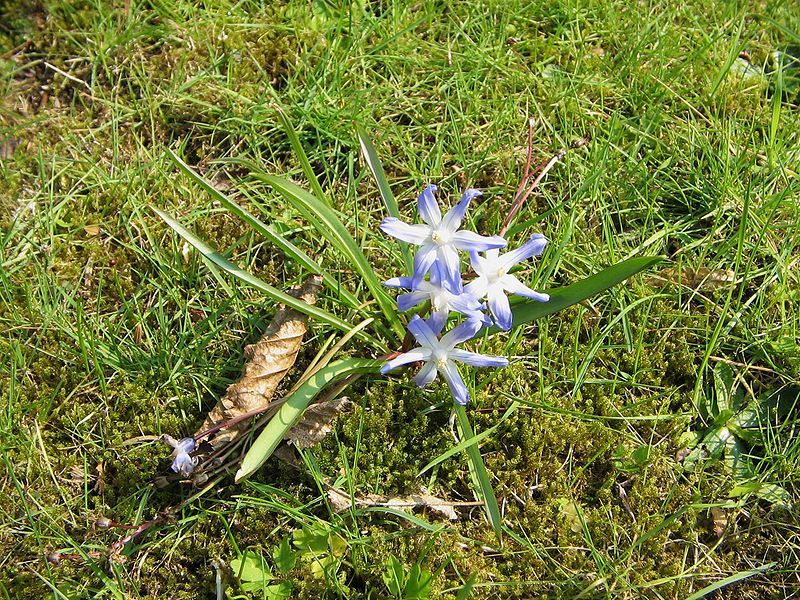 File:Chionodoxa forbesii05.jpg