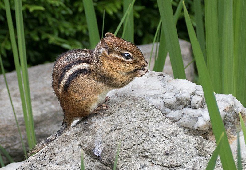 File:Chipmunk (71669).jpg