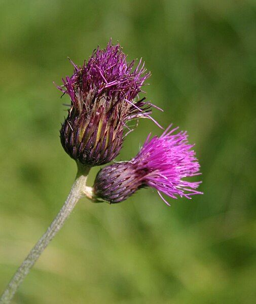 File:Cirsium rivulare 1.jpg