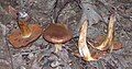 Cortinarius orellanus