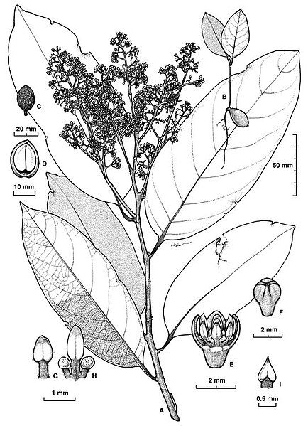 File:Cryptocarya mackinnoniana ALA2.jpg