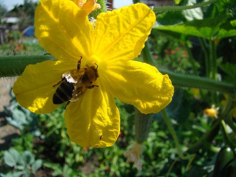 File:Cucurbita-flower.jpg