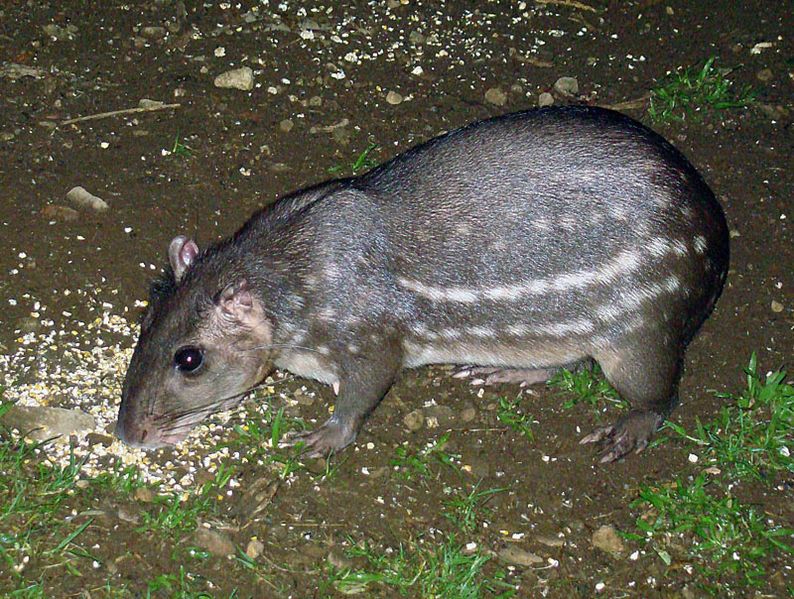 File:Cuniculus paca (8974356586).jpg