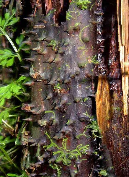 File:Cyathea manniana01.jpg