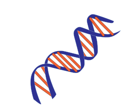 File:DNA small.svg