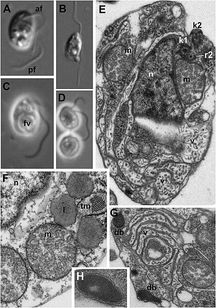 File:Develorapax marinus.jpg