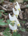 Dutchman's breeches (Dicentra cucullaria)