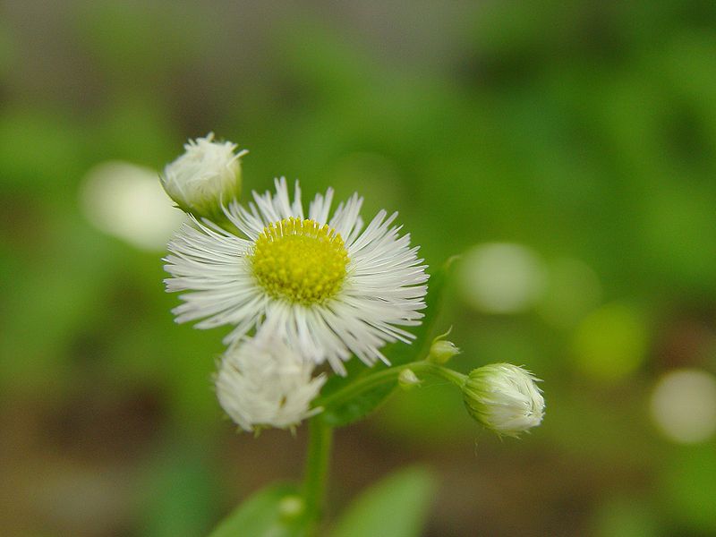 File:Erigeronannuus.jpg