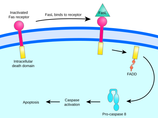 File:Fas-signalling.svg