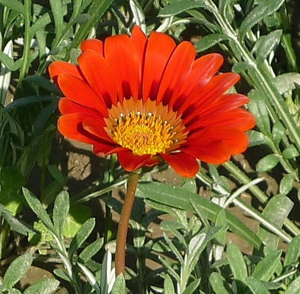 File:Flower-5.jpg