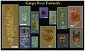 Tintinnids from the estuarine region of the Ganges River in India