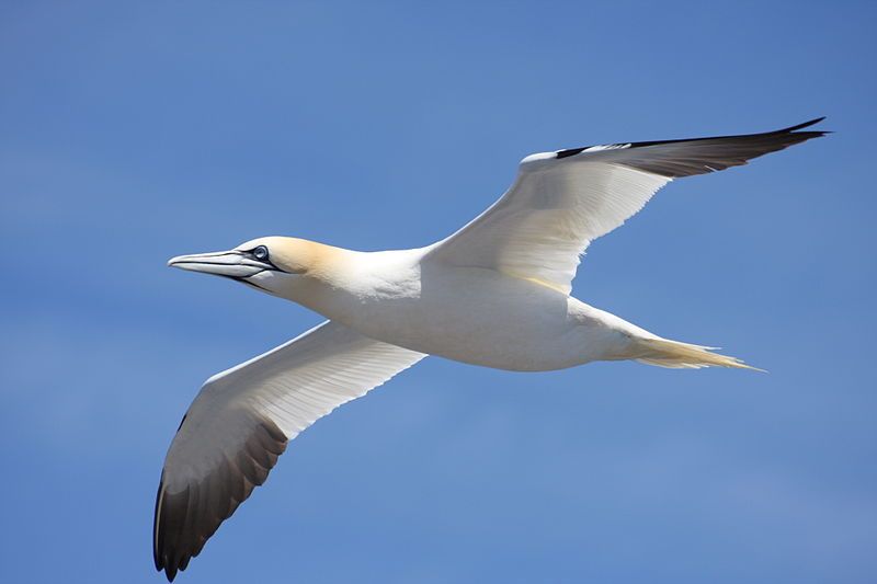 File:Gannet4.jpg