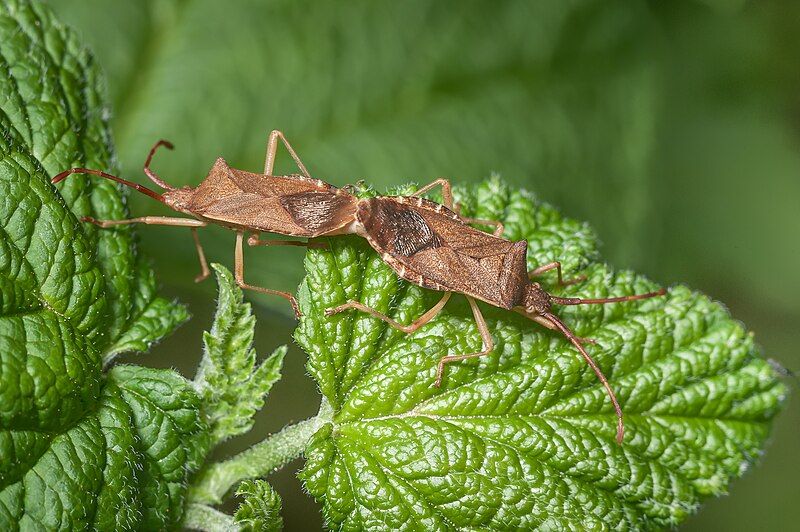 File:Gonocerus acuteangulatus-pjt2.jpg