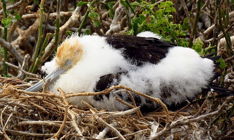 File:Great Frigatebird, chick.jpg