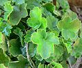 Heuchera brevistaminea