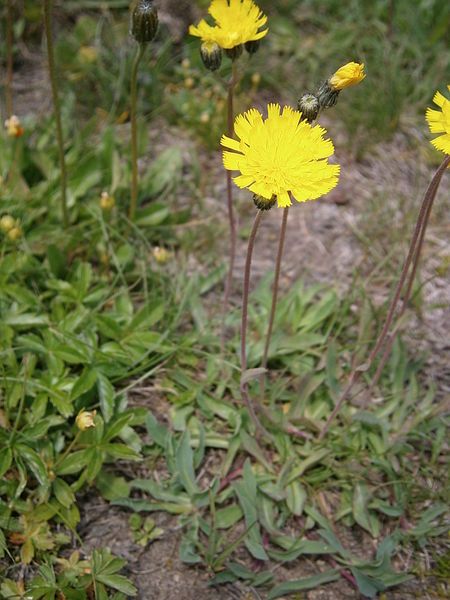 File:Hieracium auricula03.jpg