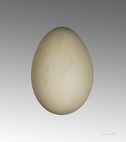 File:Hokki brun MHNT.jpg