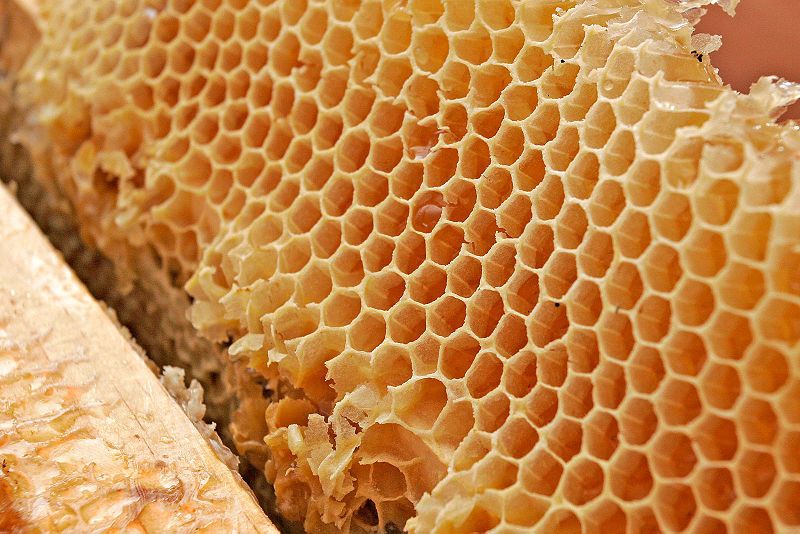 File:Honey comb02.jpg