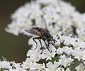 Tachinidae?