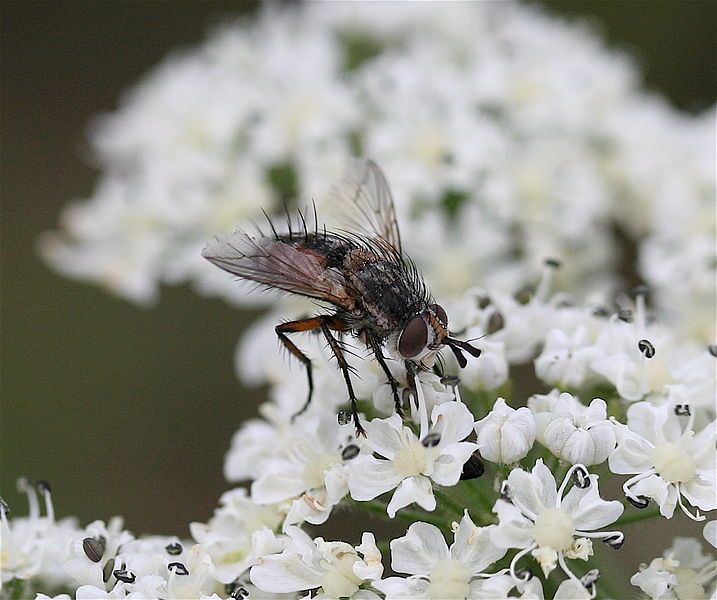 File:IC Tachinidae.JPG